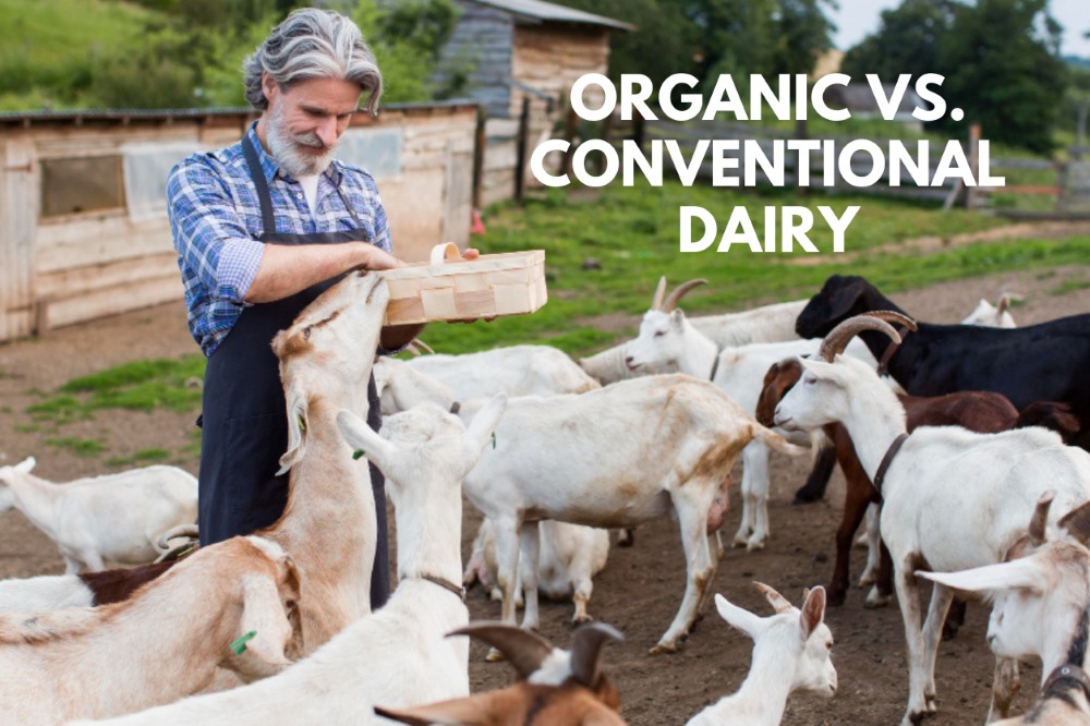 Understanding Organic Dairy: Key Differences from Conventional Dairy