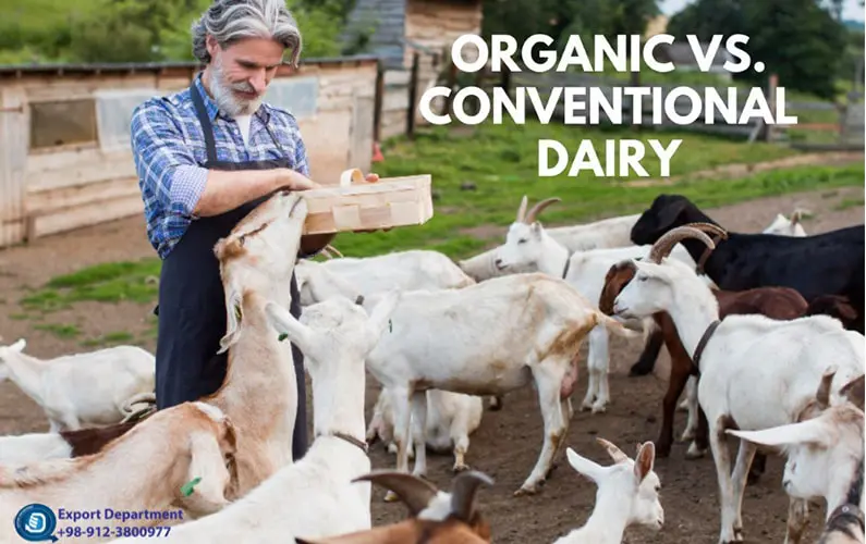 Understanding Organic Dairy: Key Differences from Conventional Dairy