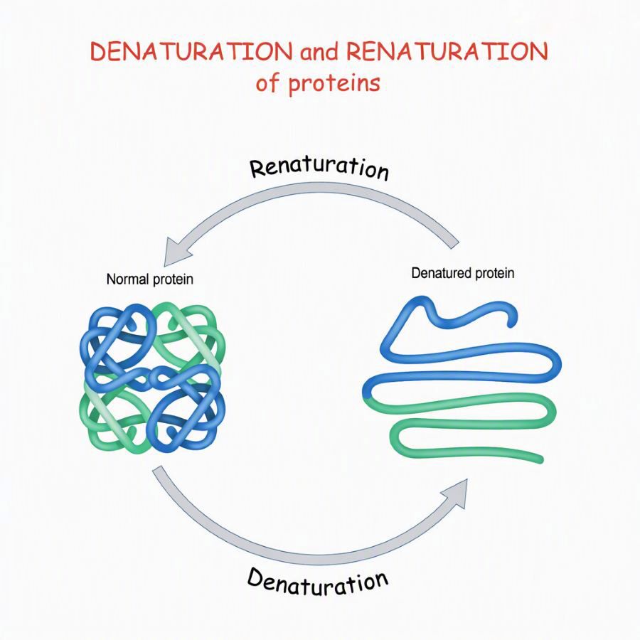 Milk Protein Denaturation
