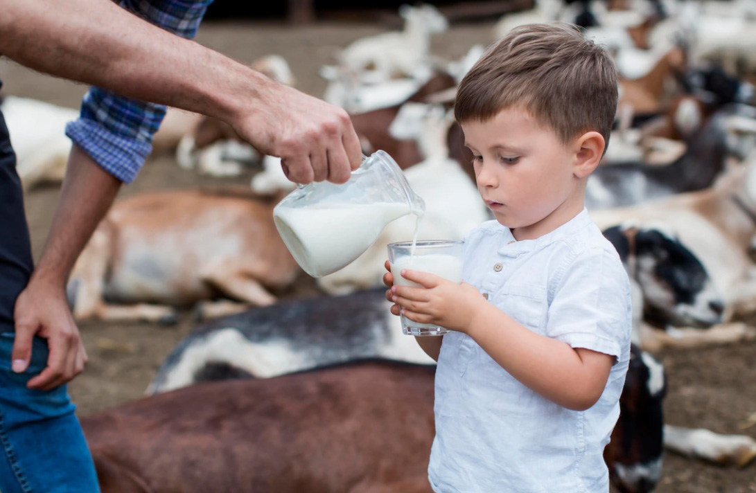 iran milk from kalber dairy